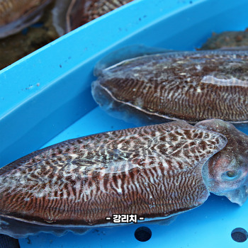 갑오징어 데치는법