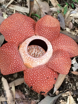 라플레시아 보호구역