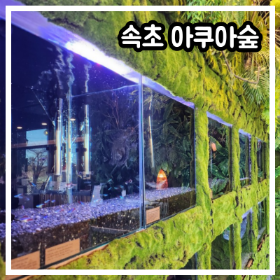 속초 아쿠아숲
