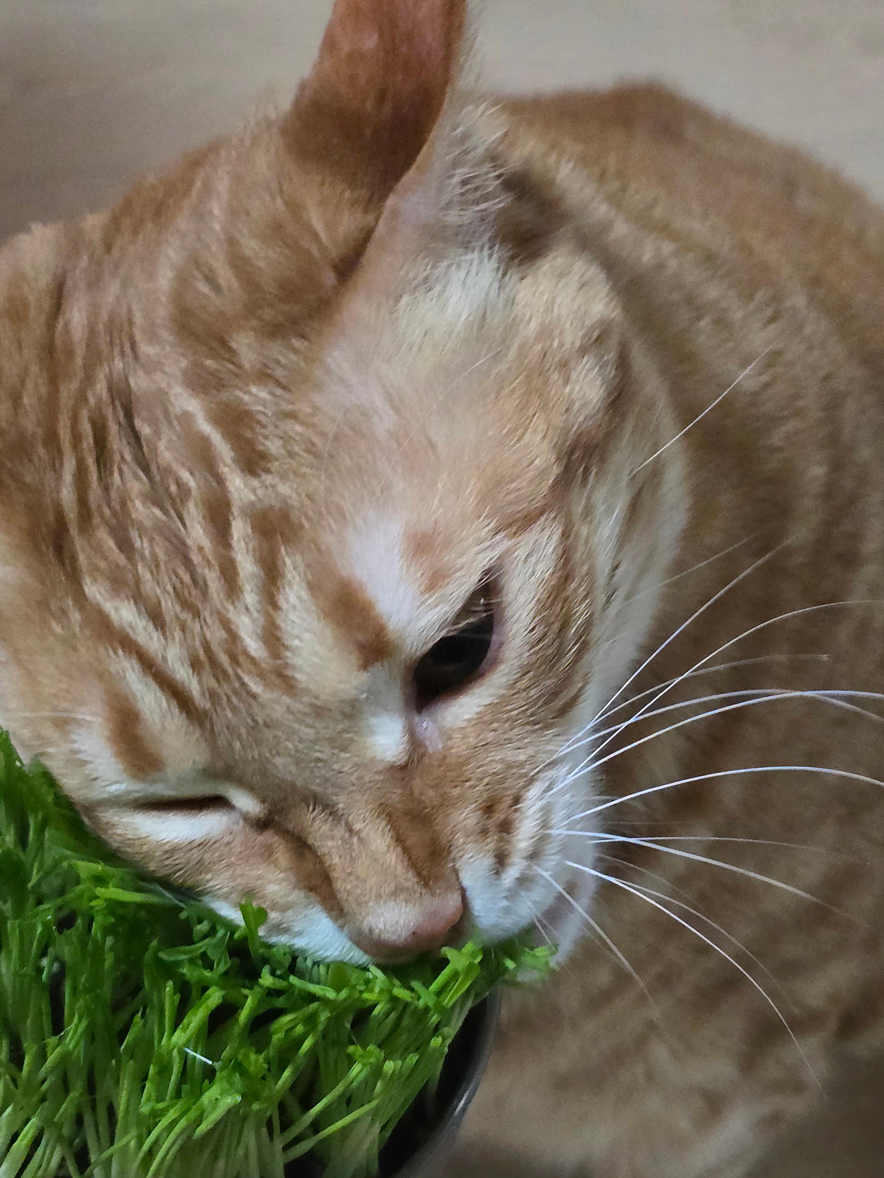 고양이가 밥을 안 먹을 때6