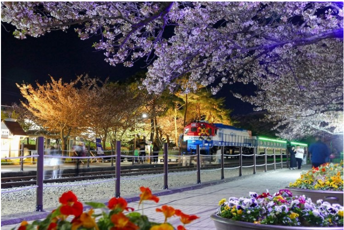 진해 군항제 - 국내 최대 벚꽃 축제의 향연