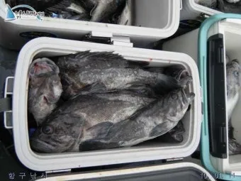 우럭낚시 선상 초보 수중여 포인트 채비 엉킴 줄이는 정리법_24