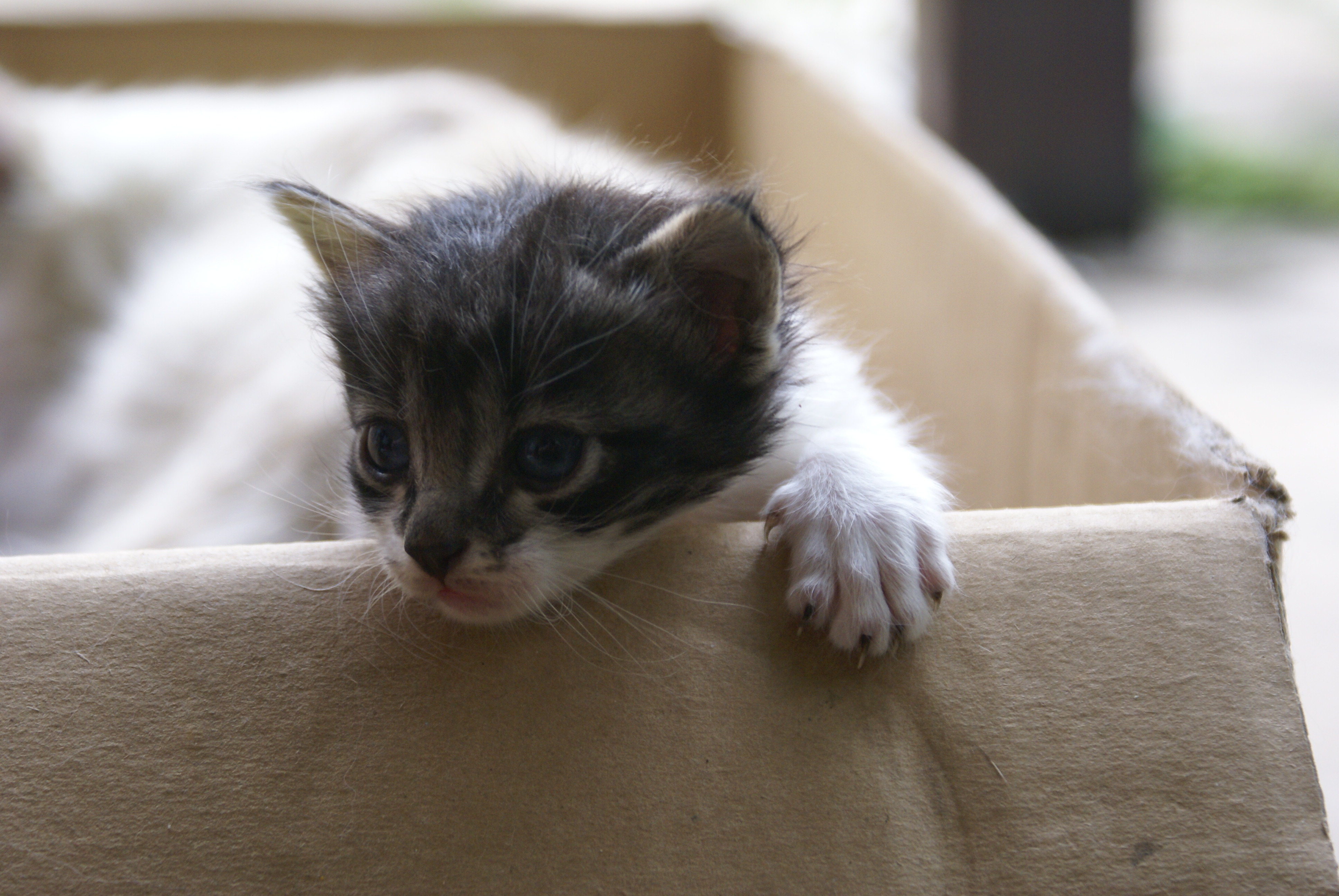 캣태워 관련 글 사진