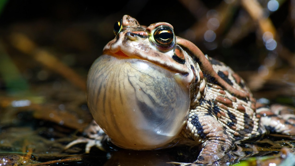 울음주머니를 부풀려 소리를 증폭시키는 두꺼비의 역동적인 모습