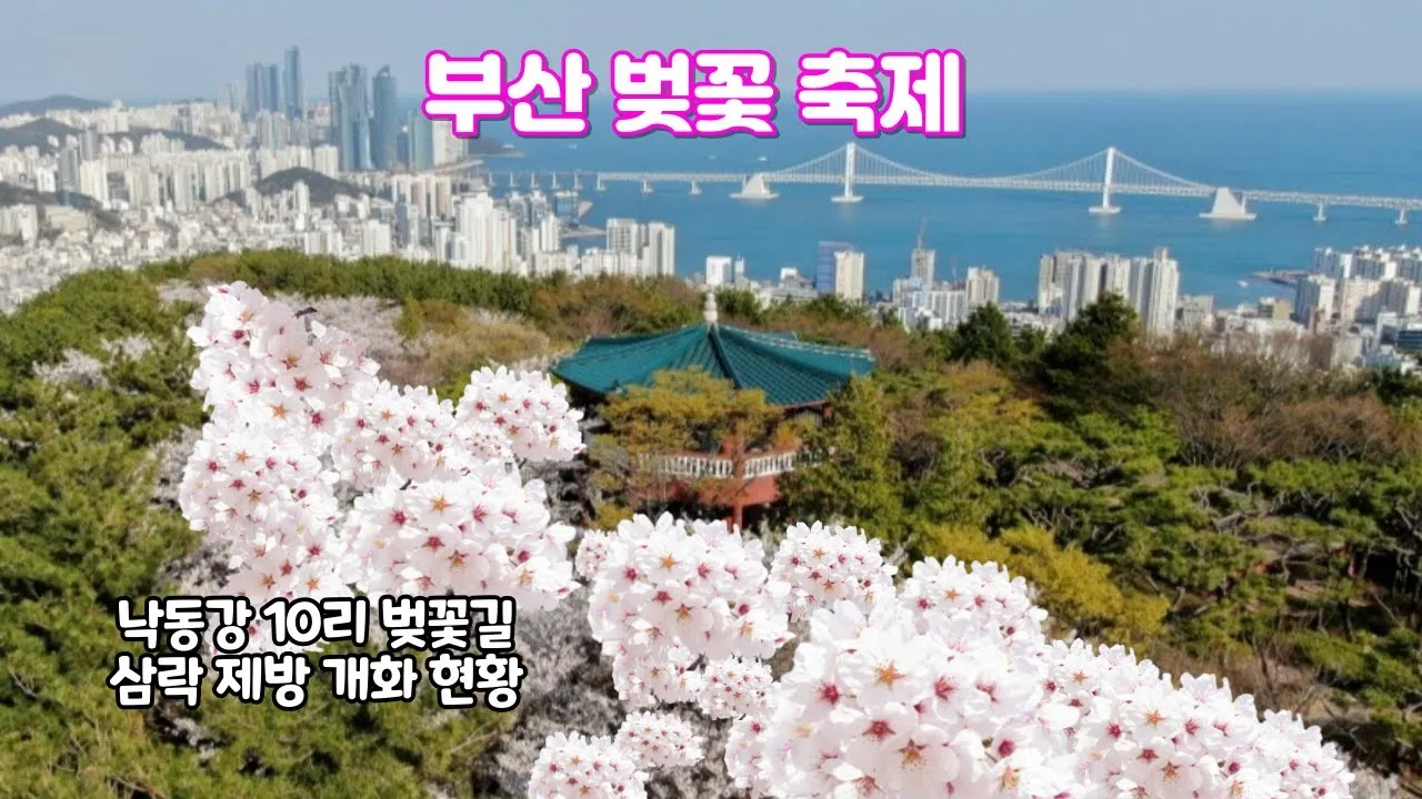 부산 벚꽃 명소 추천 숨겨진 뷰포인트_8