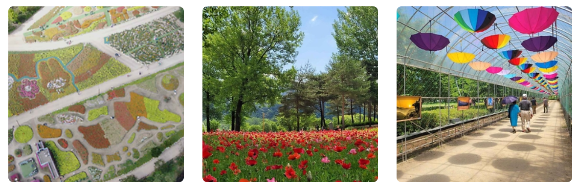 6월 꽃구경 가볼만한곳