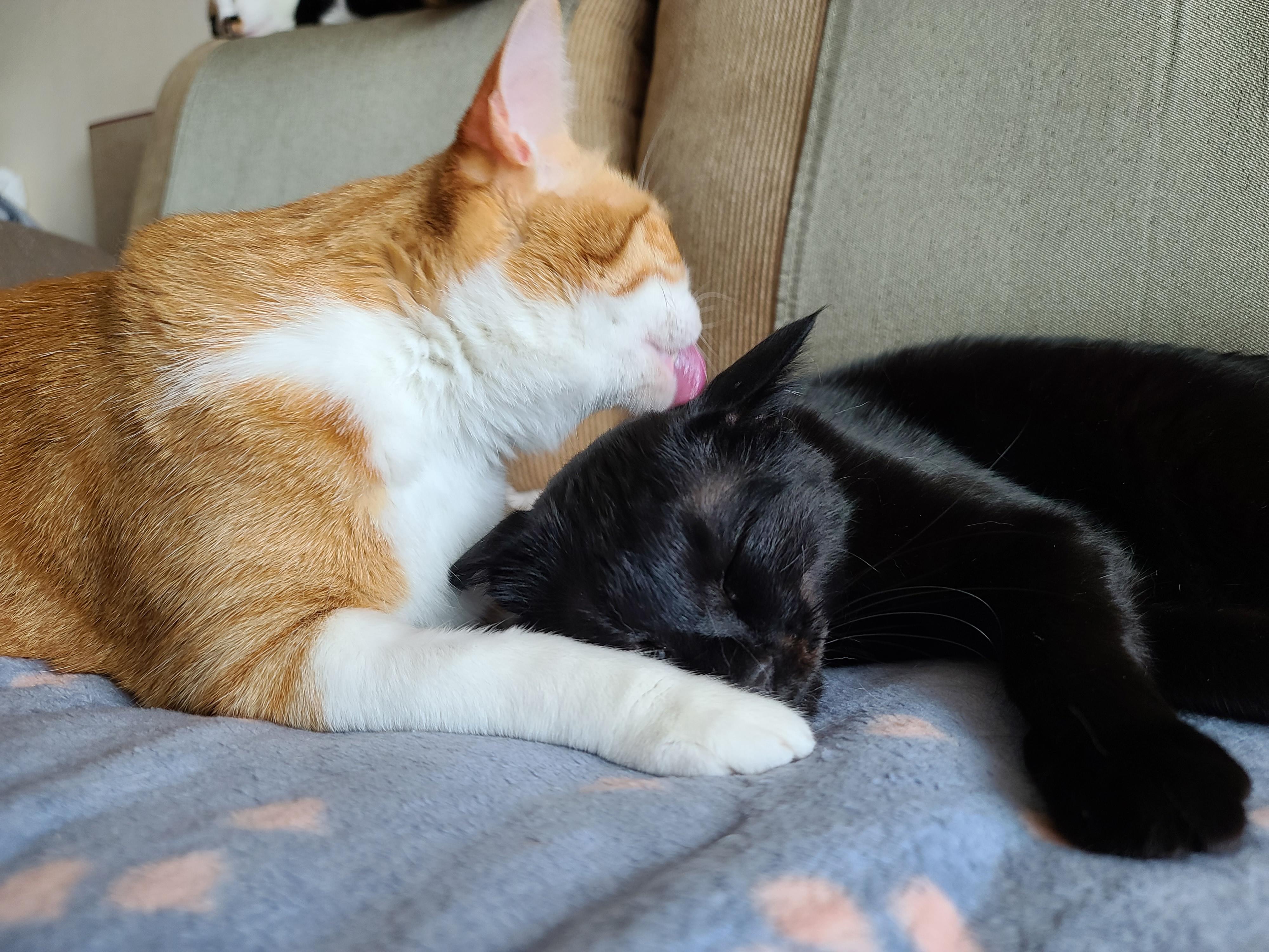 브로맨스. 사이가 너무 좋은 치즈냥이 호야와 올블랙고양이 건이.