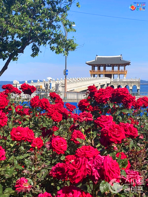 장미꽃들 앞 바다 위 다리위에 정자가 있다.