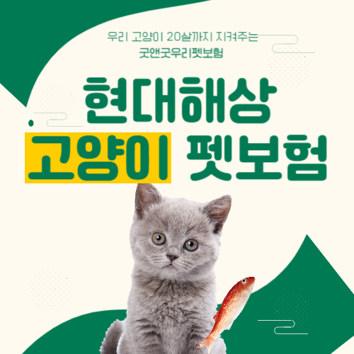 현대해상 고양이 펫보험-썸네일