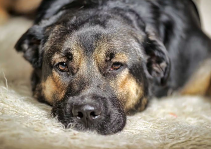 누워있는 강아지