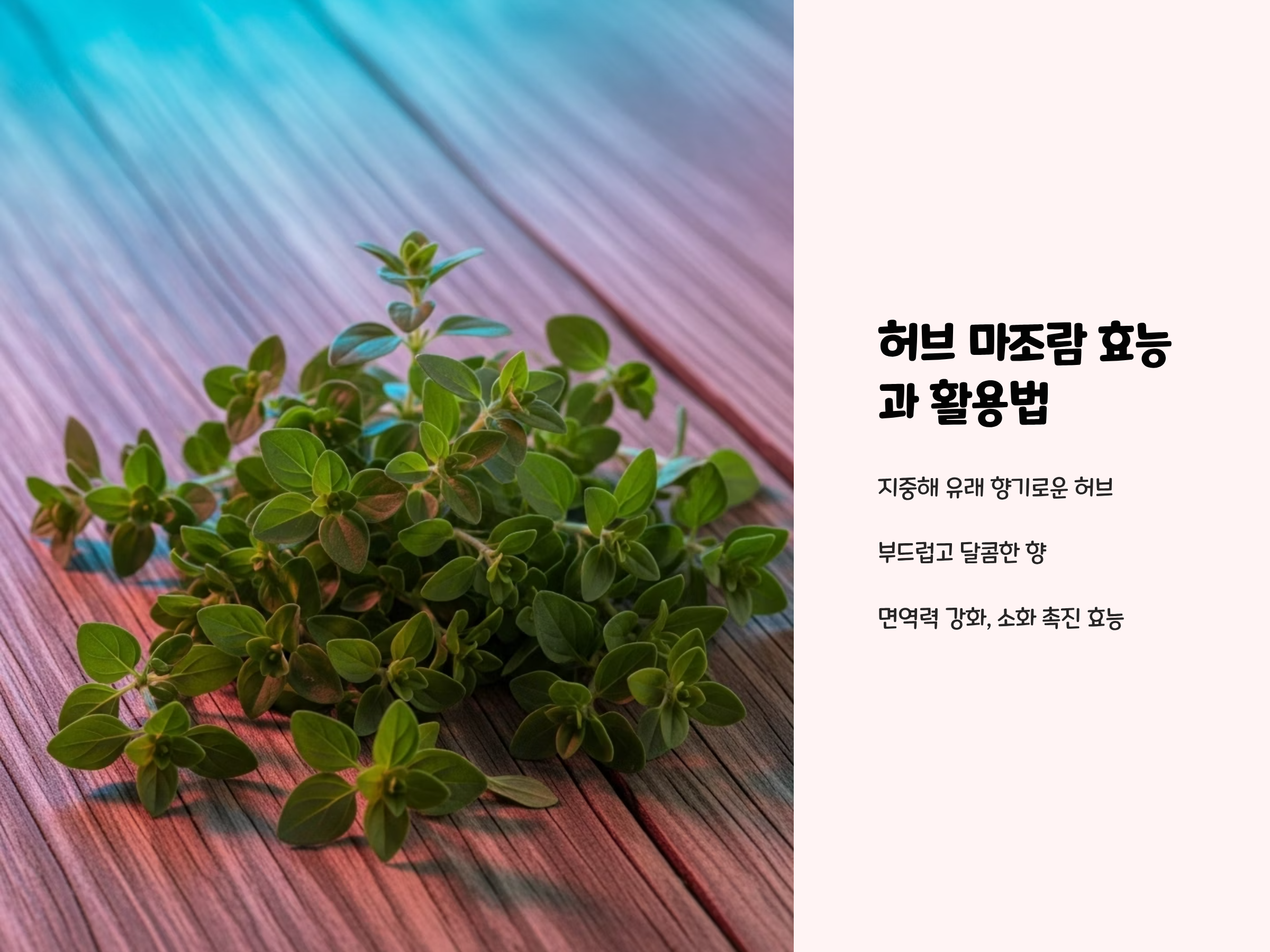 허브 마조람의 매력 넘치는 효능과 활용법