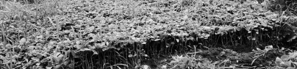 남부지방 들깨 파종시기: 5월 하순 ~ 6월 상순