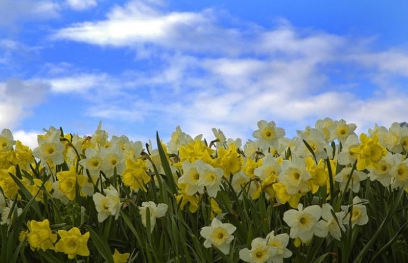 희망과 봄의 시작을 알리는 주황색 수선화