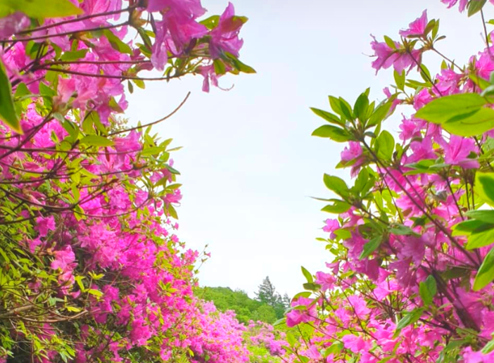 [5월 봄꽃 축제]2025 영주 소백산 철쭉제❘기본 정보, 프로그램, 개화상황 정리
