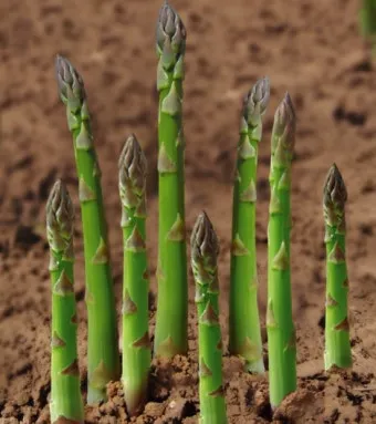 아스파라거스 재배 이식 시기 순 수확 내한성 관리_29
