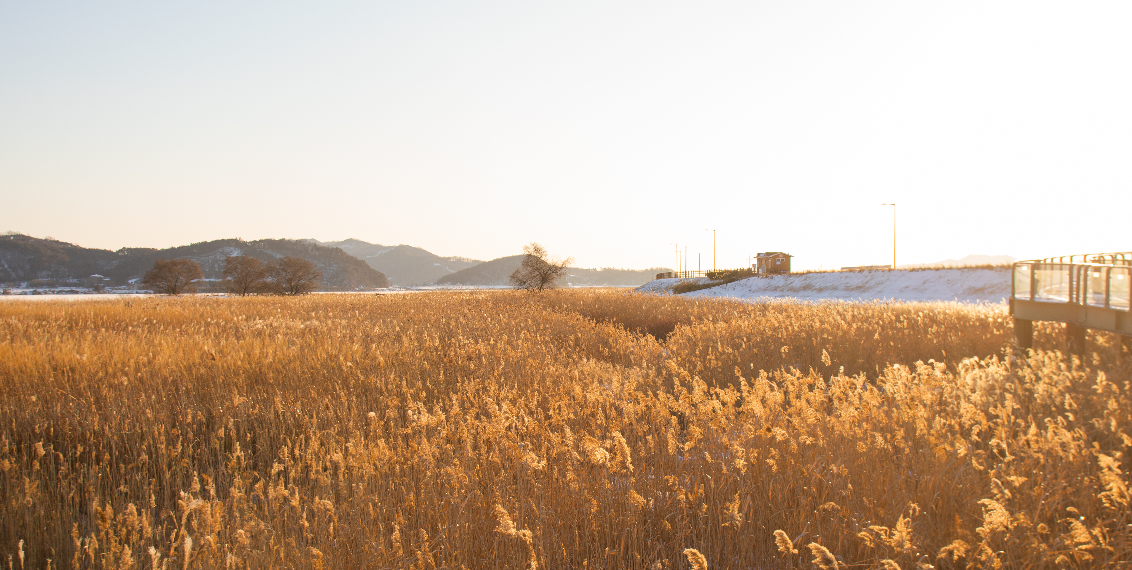 신성리 갈대밭