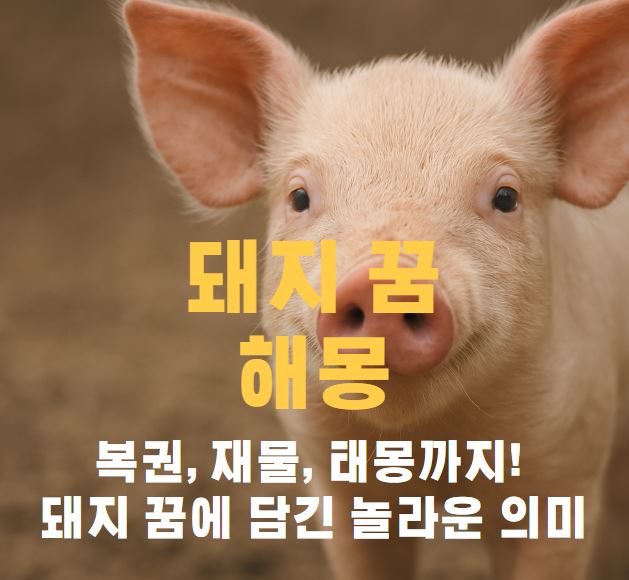 아기돼지 정면 사진