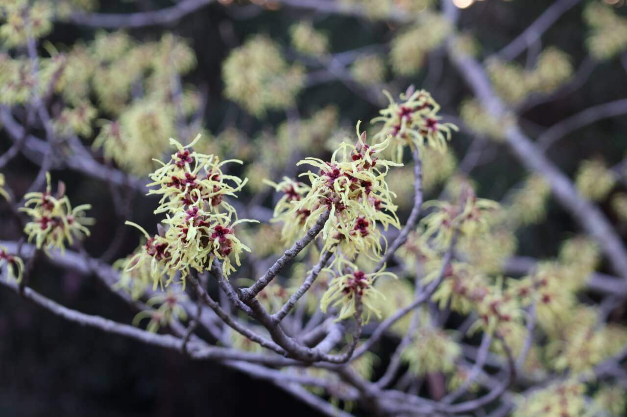 2025 천리포수목원 목련축제 입장료 사전예약