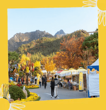 월출산 국화축제