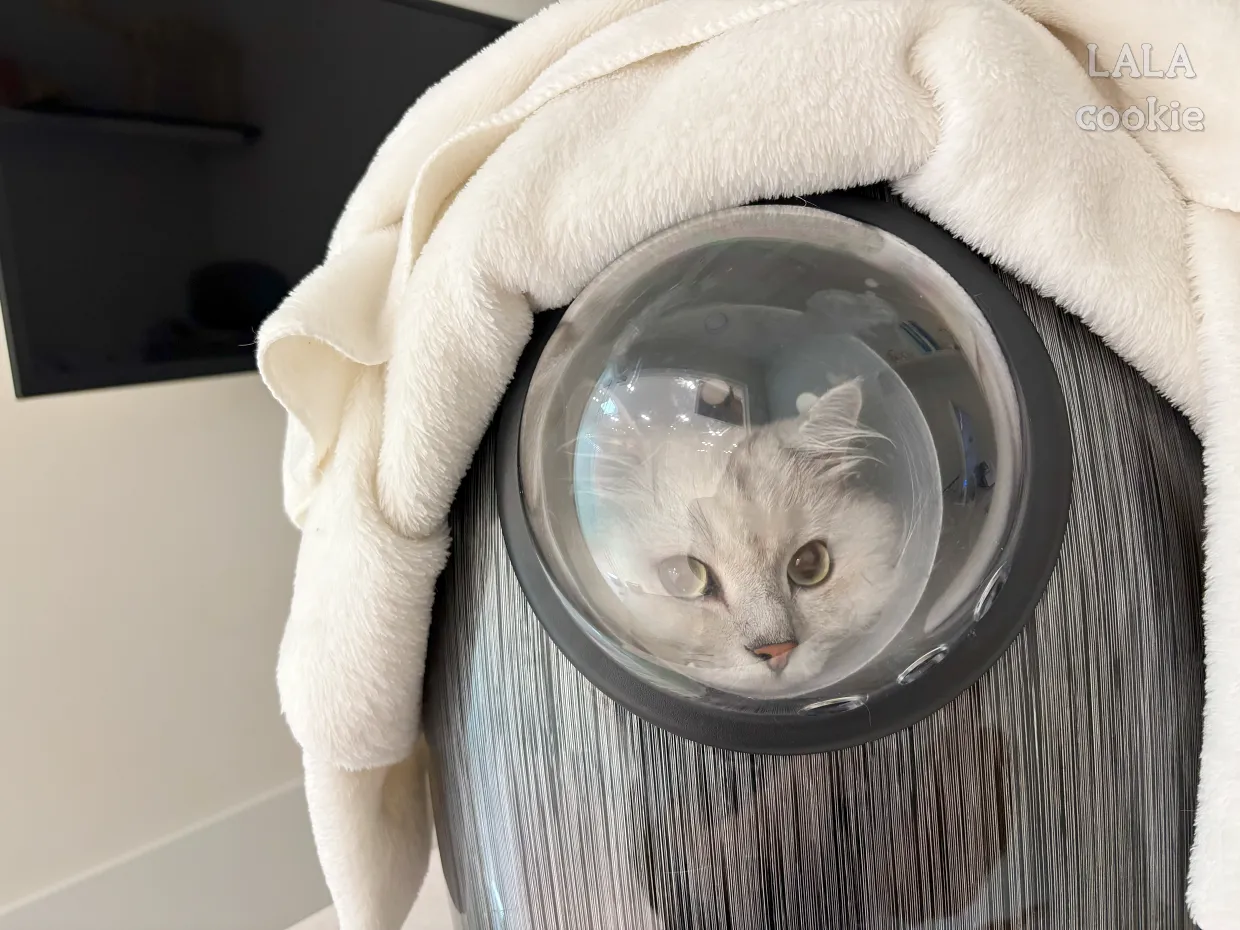 고양이-동물병원-내원한-모습