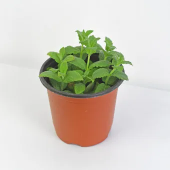 페퍼민트 키우기 물주기 삽목번식 햇빛관리 상쾌한 실내 허브_12