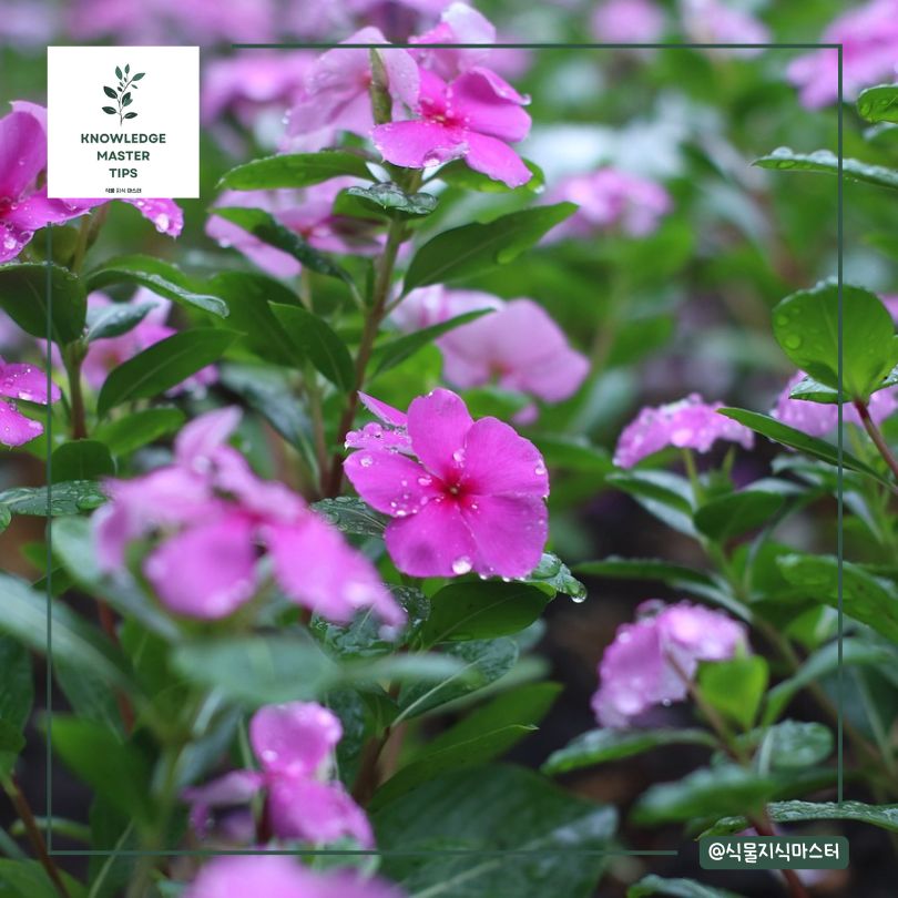 일일초 키우는 방법, 손쉽게 시작하는 가이드