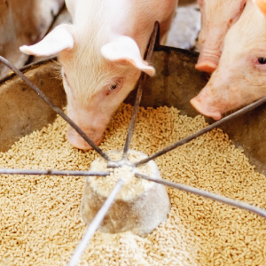 곡물 사료 관련주 밀 식량 주식 TOP7