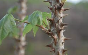 엄나무 효능 부작용 재배방법 총정리(최신)
