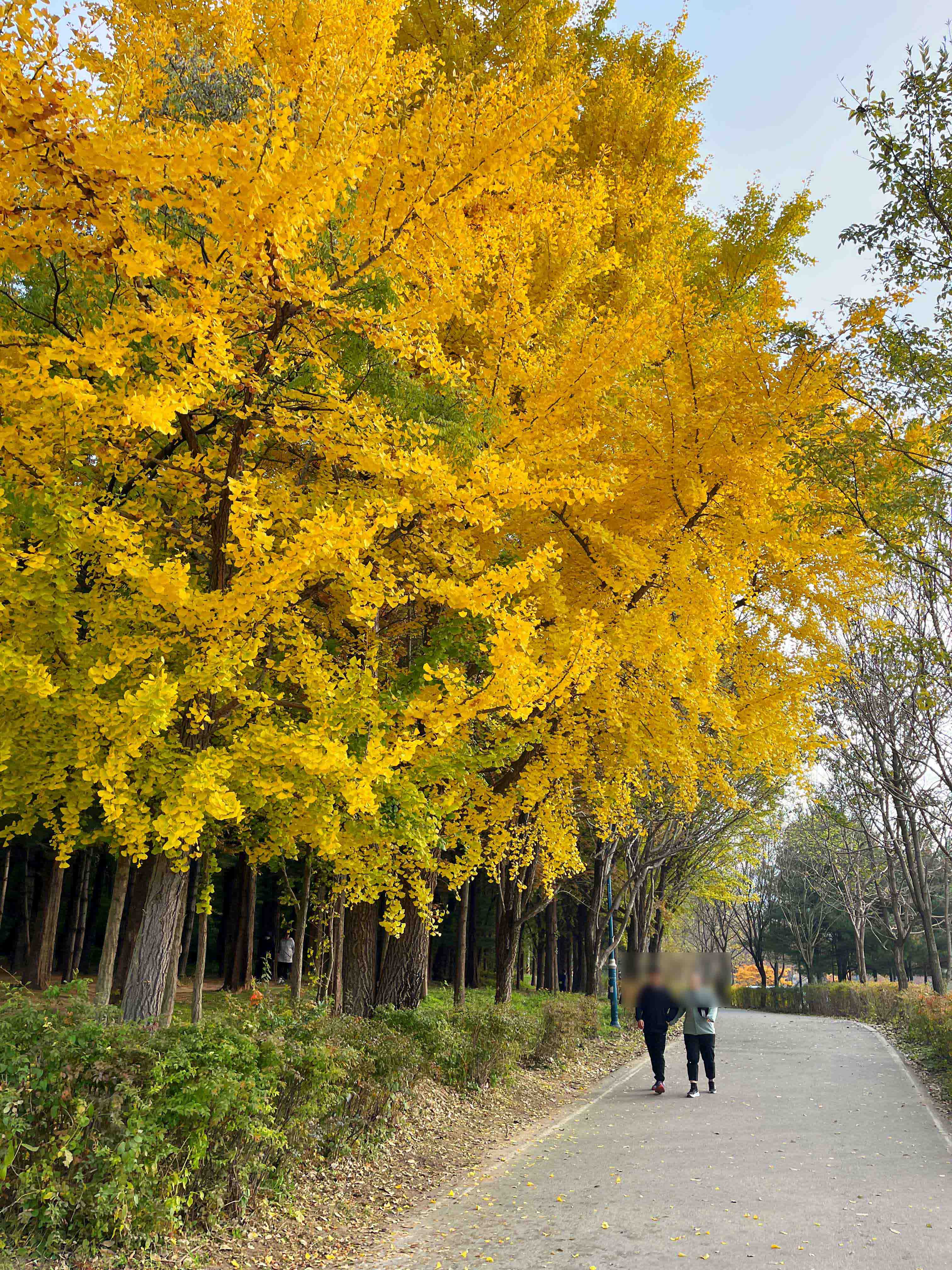 장수동 은행나무