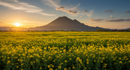 제주도 휴애리 유채꽃 축제