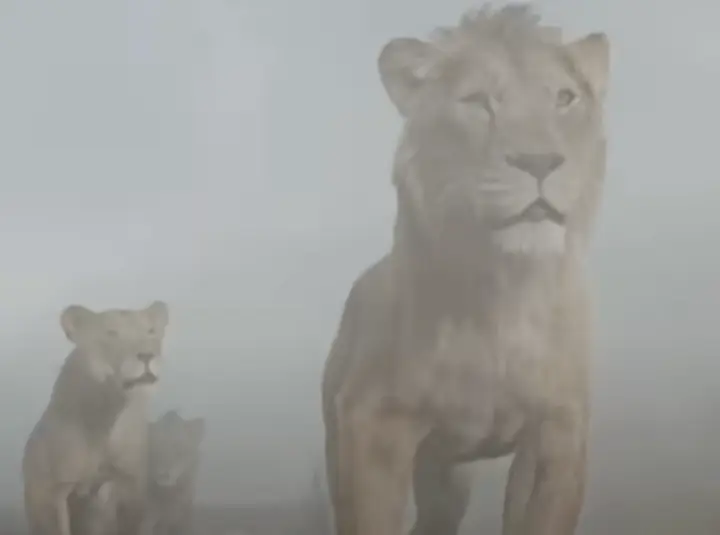 무파사 라이온킹 후기 &amp; 여긴 어디?