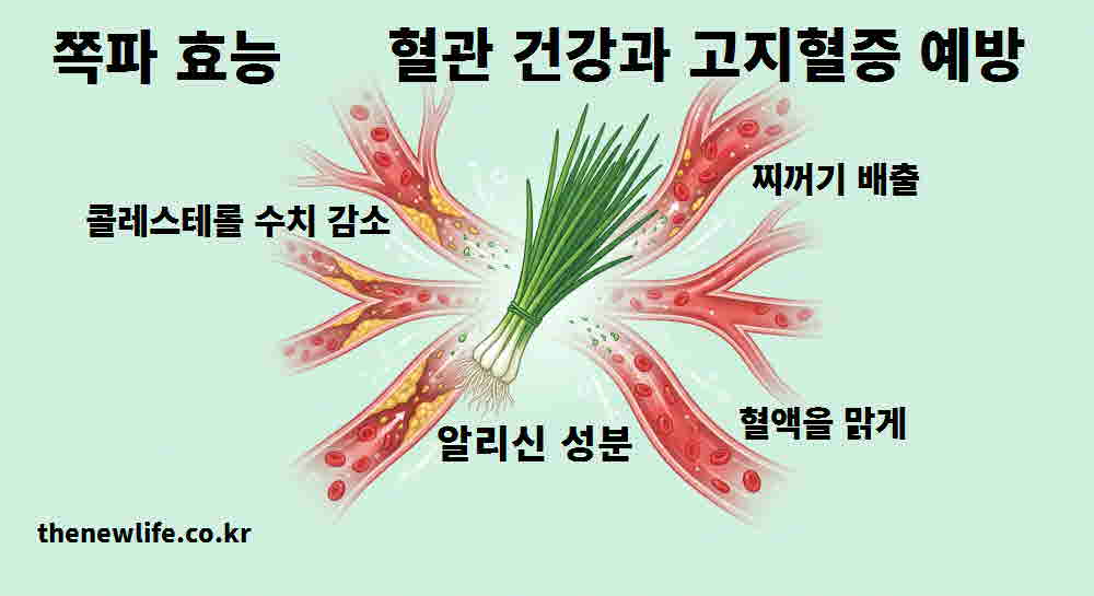 쪽파 효능 혈관 건강 고지혈증 예방