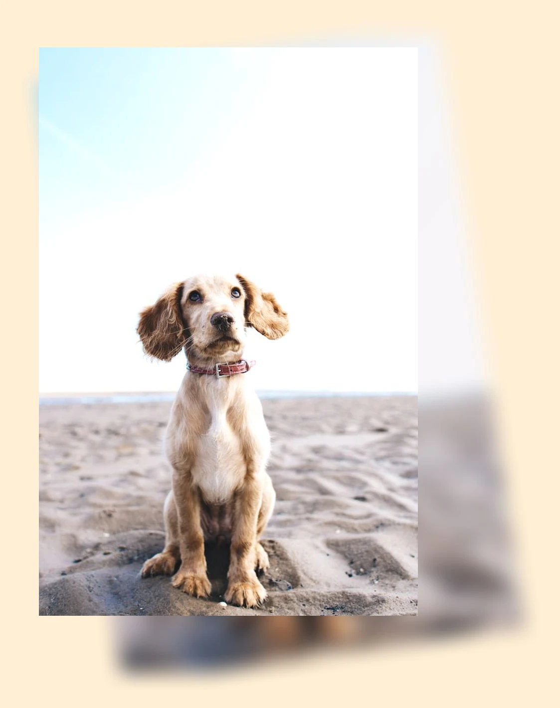 반려동물 단백질 섭취_2_subsection