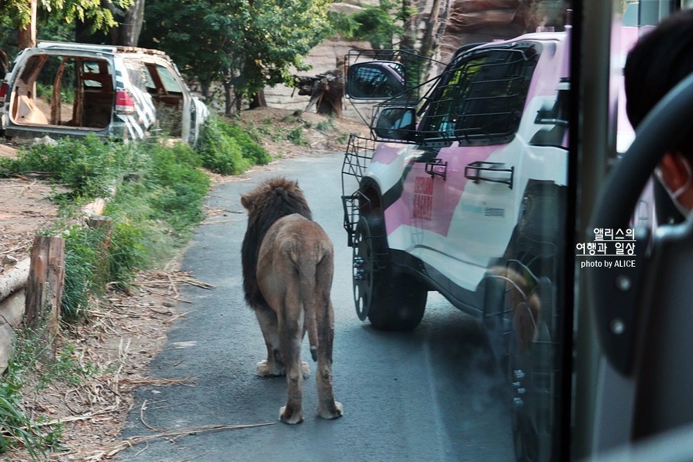 에버랜드 자유이용권 50% 할인, 2022 할로윈 기간 놀이기구 인기 어트랙션 BEST 05