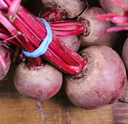 비트 효능 및 부작용 먹는 방법 칼로리 소변색