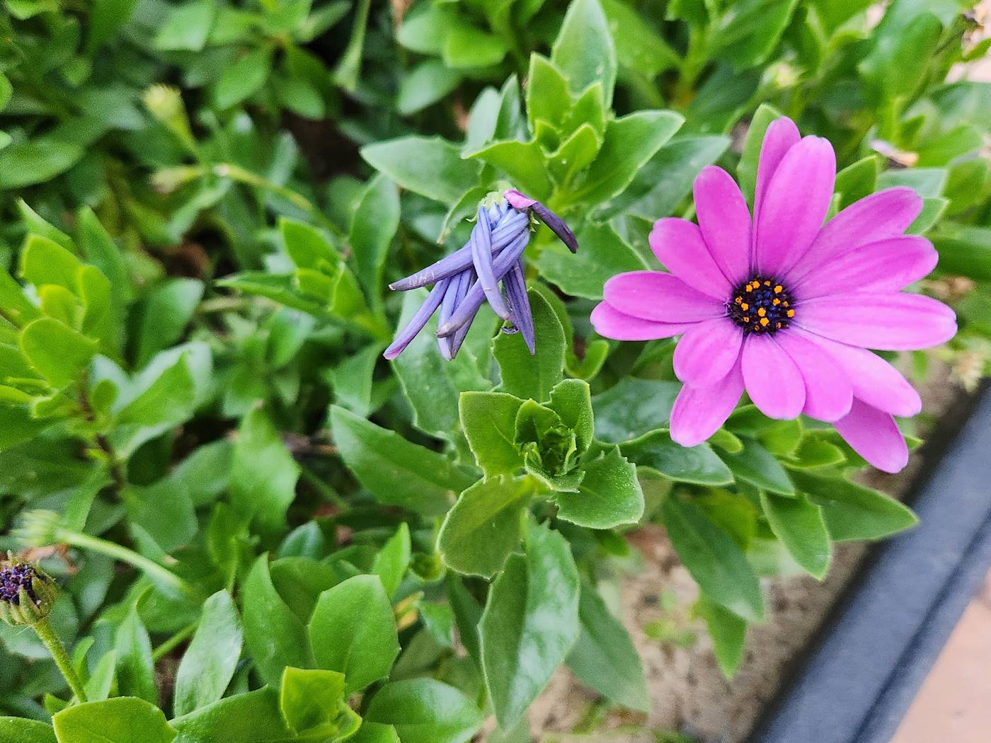 디모르포세카 Dimorphotheca