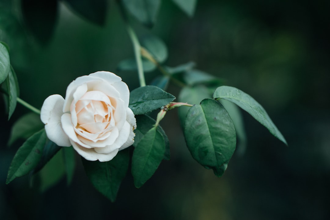 Camellia