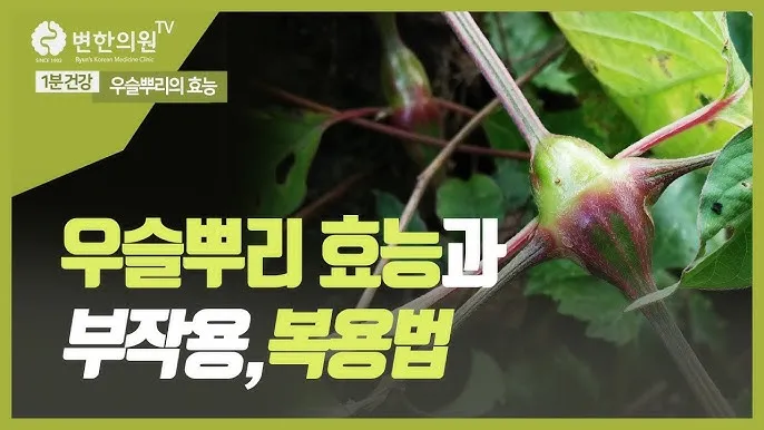우슬뿌리 효능 부작용 먹는법 건강 활용 팁_3