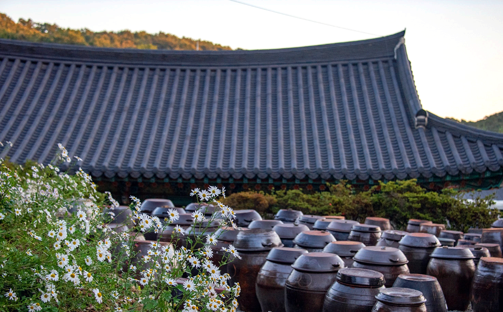 영평사 장독 그리고 구절초