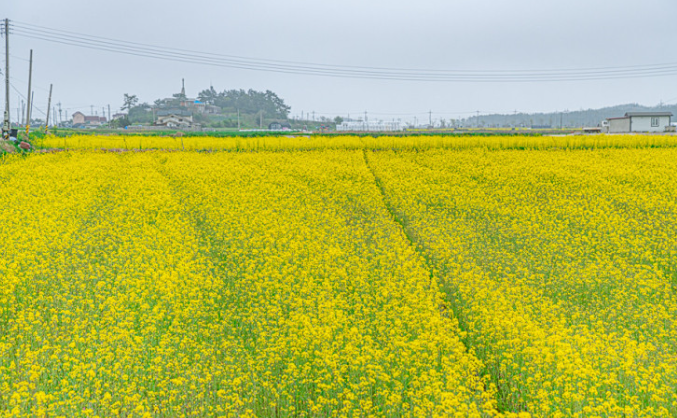 창녕 낙동강 유채축제 완벽 가이드: 대한민국 대표 봄꽃 축제