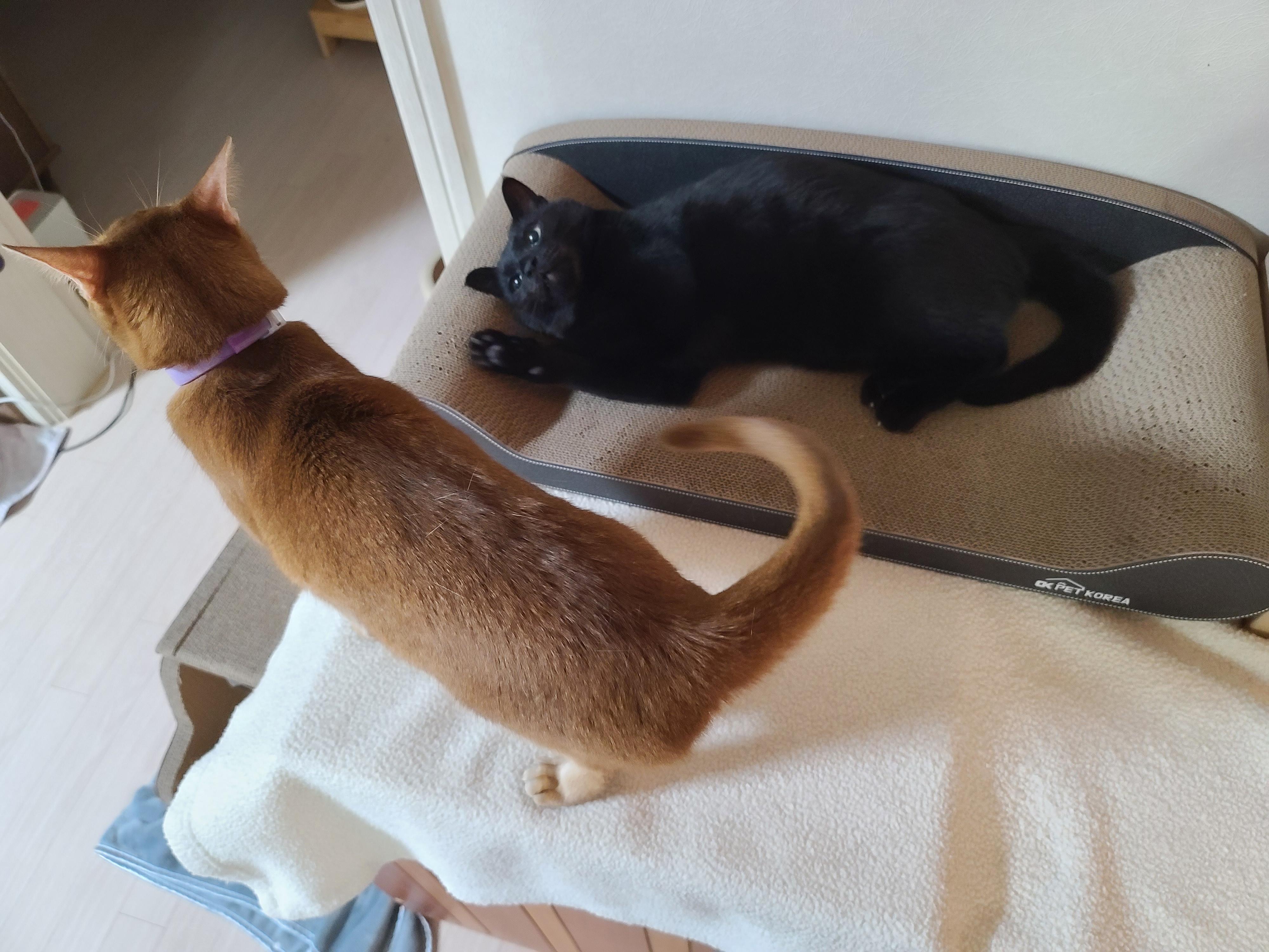 루나의 스트레스 완화를 위해 고양이 스트레스 해소에 도움이 되는 목걸이를 해봤다.