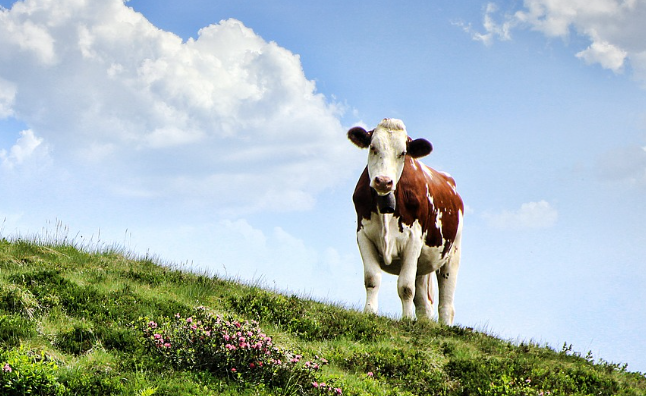 2023년 소띠운세