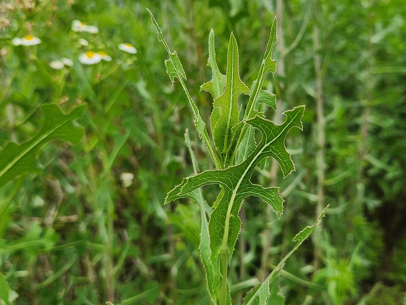 가시상추(가시상치)