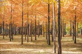 남이섬 단풍 절정시기