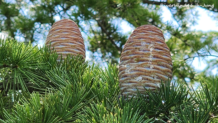 개잎갈나무,히말라야시다, Cedrus deodara