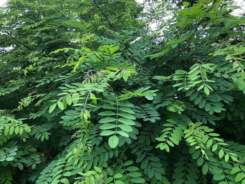 아카시아진딧물 피해1