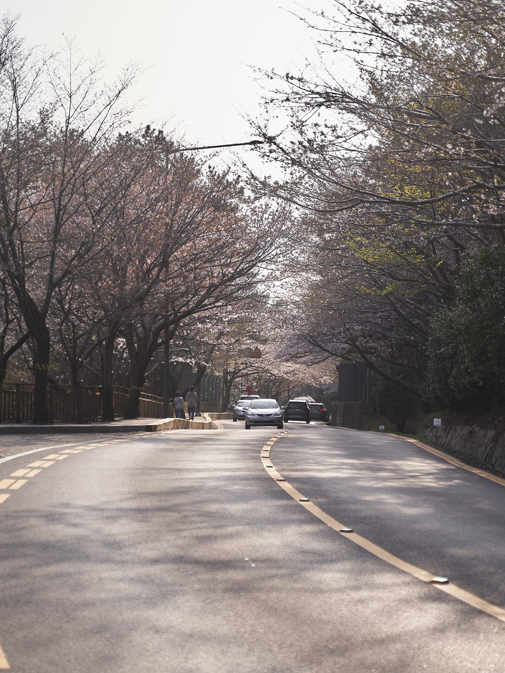 달맞이벚꽃