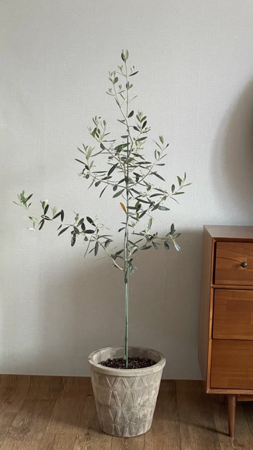 올리브나무-열매가-맺히는-품종