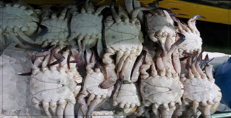 10마리 정도 얼음 위에 죽은 꽃게