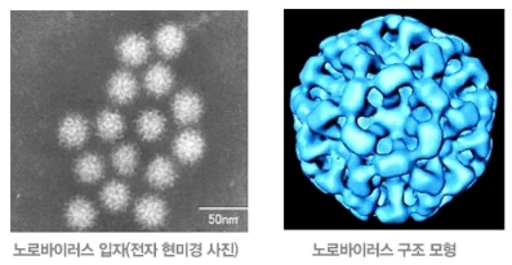 노로바이러스 원인